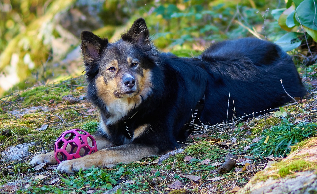 Understanding the Traits of the Lapphund